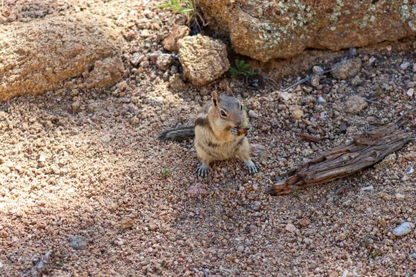 Chipmunk Dans Les Montagnes Sauvages Estes Park Colorado Photo Haute — Photo