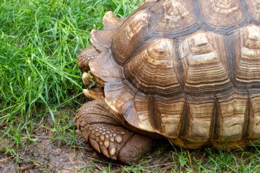 Tortuga Şelaleleri 'nin Sürüngen Bahçeleri' nin güney Dakota 'daki dev kaplumbağasına yaklaş. Yüksek kalite fotoğraf
