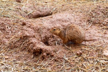 Sürüngen Bahçesi Toruga Şelalesi Rapid Şehri Güney Dakota 'da vahşi Muskratlar. Yüksek kalite fotoğraf