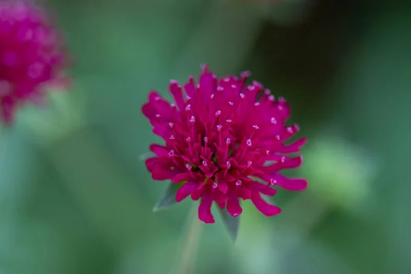 Primer Plano Flor Amaranto Rosa Púrpura Foto Alta Calidad —  Fotos de Stock