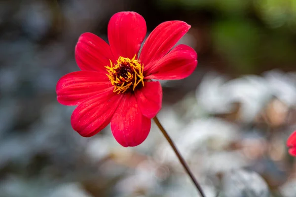 close up of single red flower with yellow center . High quality photo