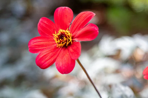 close up of single red flower with yellow center . High quality photo