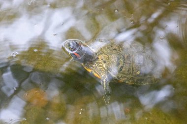 Sürüngen Bahçesi Tortuga Şelalesi Rapid City South Dakota 'da kaplumbağalar sergileniyor. Yüksek kalite fotoğraf