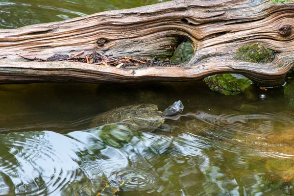Tartarugas Exibem Água Reptile Garden Tortuga Falls Rapid City Dakota — Fotografia de Stock