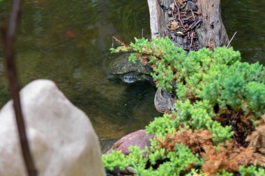 Sürüngen Bahçesi Tortuga Şelalesi Rapid City South Dakota 'da kaplumbağalar sergileniyor. Yüksek kalite fotoğraf