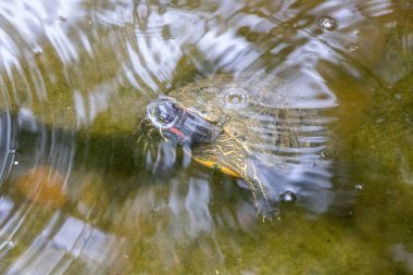 Sürüngen Bahçesi Tortuga Şelalesi Rapid City South Dakota 'da kaplumbağalar sergileniyor. Yüksek kalite fotoğraf