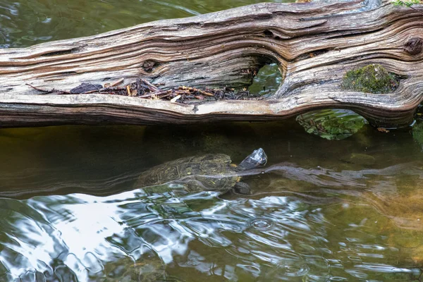 Sürüngen Bahçesi Tortuga Şelalesi Rapid City South Dakota 'da kaplumbağalar sergisi. Yüksek kalite fotoğraf