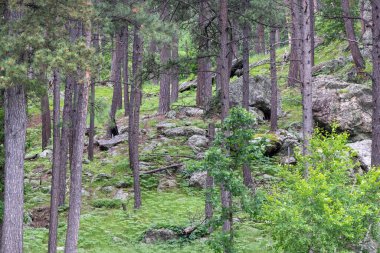 Yazın Aspen ağaçlarından oluşan yakın bir grup. Yüksek kalite fotoğraf