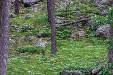 Yazın Aspen ağaçlarından oluşan yakın bir grup. Yüksek kalite fotoğraf