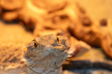 Kafeste ısıtıcı lamba altında dişi bir ejderha. Yüksek kalite fotoğraf