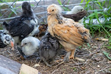 Bahçedeki bir grup Bantam civcivi. Yüksek kalite fotoğraf