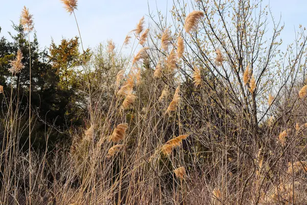 stock image Weeds along The Platte river in Nebraska. High quality photo