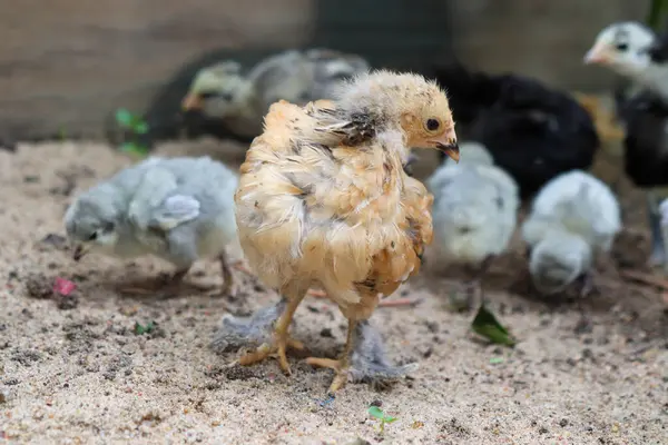  Bantam civcivleri ve lavanta piliçleri bahçede. Yüksek kalite fotoğraf