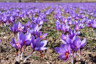 Menekşe safran çiçeklerinin güzel tarlaları. Crocus sativus yerde çiçek açan mor bitki. Hasat toplama sezonu. Seçici Odaklanma. Yakın çekim