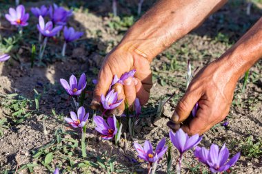 Sonbaharda bir safran tarlasında timsah hasat eden bir işçi, ellere yakın çekim. Yunanistan 'ın kuzeyinde Kozani