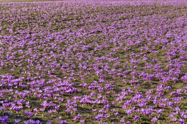 Menekşe safran çiçeklerinin güzel tarlaları. Crocus sativus yerde çiçek açan mor bitki. Hasat toplama sezonu. Seçici Odaklanma