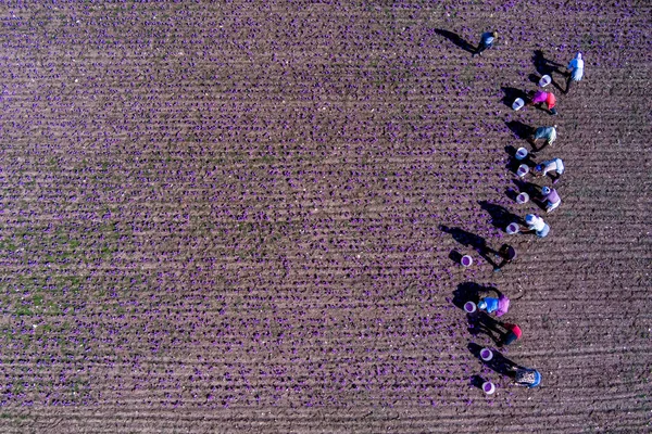 Rolnicy Zbierają Kwitnące Kwiaty Krokusa Polu Obszarze Kozani Północnej Grecji — Zdjęcie stockowe
