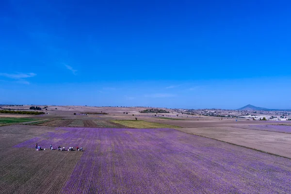 Agricultores Pegar Flores Croco Florescendo Campo Área Kozani Norte Grécia — Fotografia de Stock