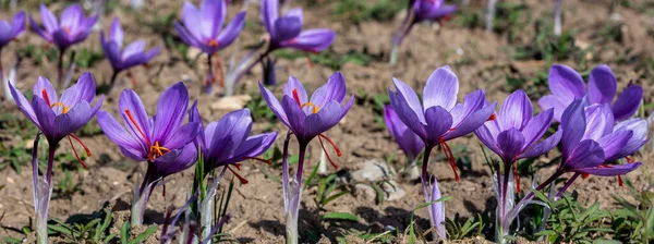 Krásná Pole Fialových Šafránových Květů Crocus Sativus Kvetoucí Fialová Rostlina — Stock fotografie