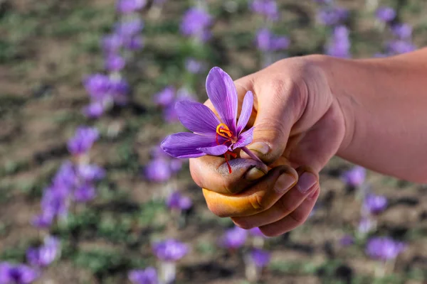 stock image Worker harvesting crocus in a saffron field at autumn, closeup on the hands. Kozani in northern Greece