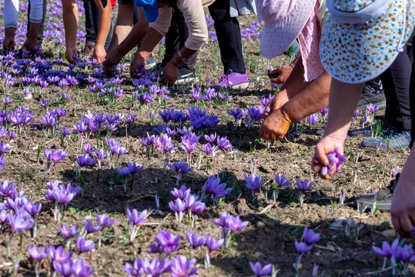 Workers gathering saffron flowers during saffron harvesting season in the area of Kozani in northern Greece. Selective focus. closeup