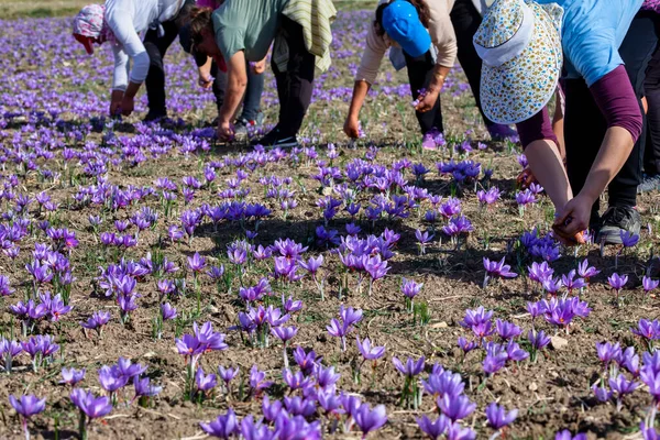 Workers gathering saffron flowers during saffron harvesting season in the area of Kozani in northern Greece. Selective focus. closeup