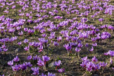 Sonbahar çiçekli tarla timsahları. Narin mor safran çiçekleri. Çiçek güz geçmişi. Doğada güzellik. Yunanistan 'ın kuzeyinde Kozani