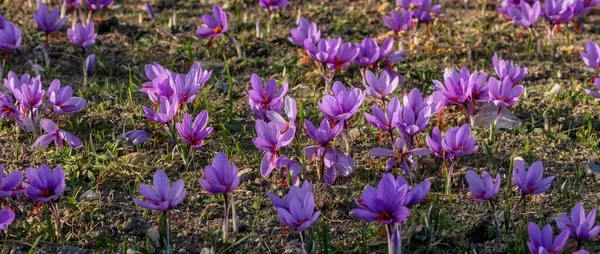 Crocus Des Champs Fleurs Automne Délicates Fleurs Safran Violet Fond — Photo