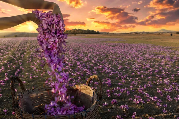 红花番红花收获的场景 女人的手把紫色花瓣放进柳条篮 番红花盛开的季节 近距离观察 有选择的重点 希腊北部的Kozani — 图库照片