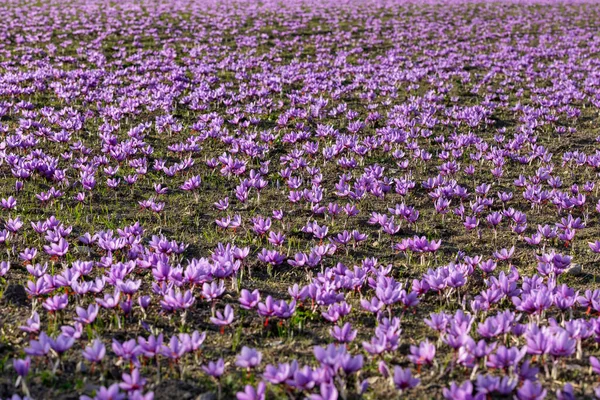 Autumn Blooming Field Crocuses Delicate Purple Saffron Flowers Floral Fall — Stock Photo, Image