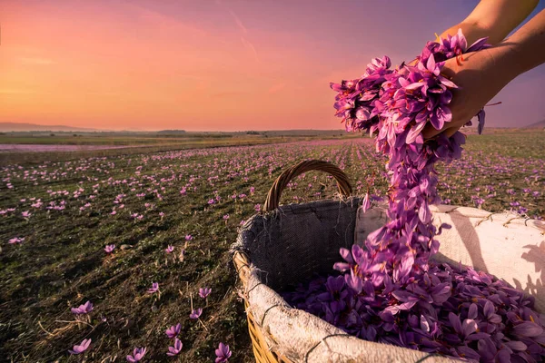 Saffron Crocus Harvest Scene Woman Hand Dropping Purple Petals Wicker — Stock Photo, Image