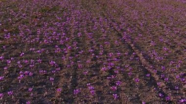Sonbahar çiçekli tarla timsahları. Narin mor safran çiçekleri. Çiçek güz geçmişi. Doğada güzellik. Yunanistan 'ın kuzeyinde Kozani