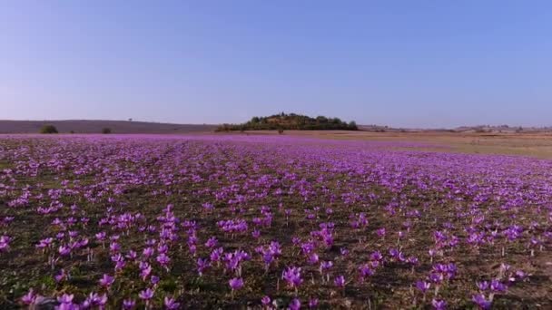 Otoño Campo Flores Azafrán Delicadas Flores Azafrán Púrpura Fondo Otoño — Vídeo de stock