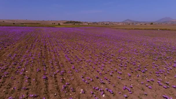 Otoño Campo Flores Azafrán Delicadas Flores Azafrán Púrpura Fondo Otoño — Vídeo de stock