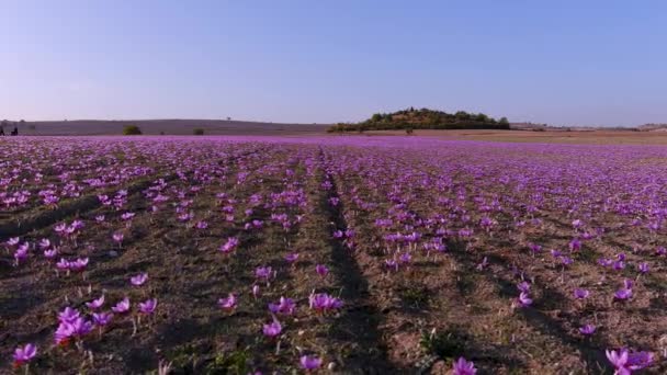 Otoño Campo Flores Azafrán Delicadas Flores Azafrán Púrpura Fondo Otoño — Vídeos de Stock