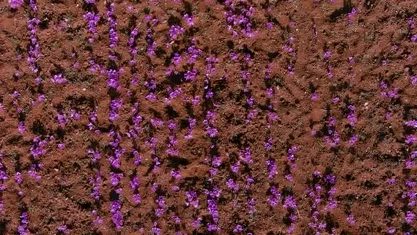 Цветущие Осенью Полевые Крокусы Нежные Фиолетовые Цветы Шафрана Цветочный Осенний — стоковое видео
