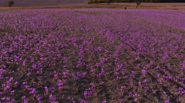 Sonbahar çiçekli tarla timsahları. Narin mor safran çiçekleri. Çiçek güz geçmişi. Doğada güzellik. Yunanistan 'ın kuzeyinde Kozani