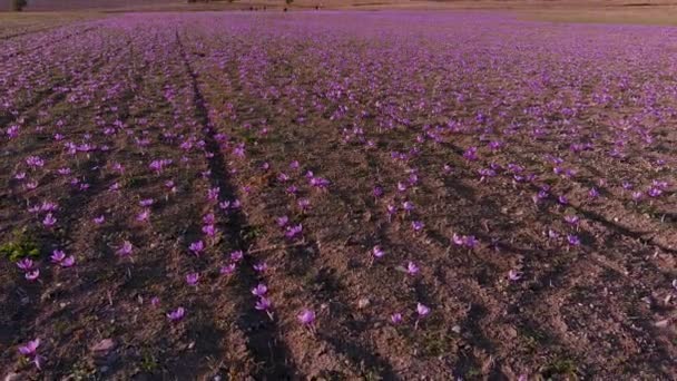Jesienne Kwitnące Krokusy Polne Delikatne Purpurowe Kwiaty Szafranu Kwiatowe Tło — Wideo stockowe