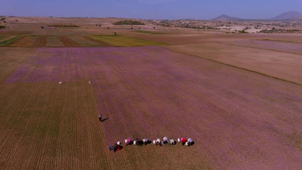 Козани Греция Октября 2022 Года Фермеры Собирают Цветущие Крокус Цветы — стоковое видео