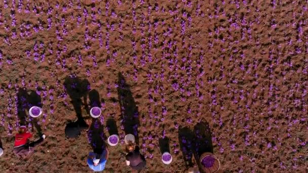 Цветущие Осенью Полевые Крокусы Нежные Фиолетовые Цветы Шафрана Цветочный Осенний — стоковое видео