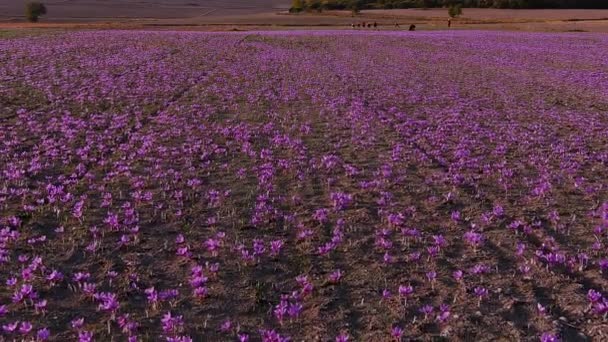 Autumn Blooming Field Crocuses Delicate Purple Saffron Flowers Floral Fall — Stock Video