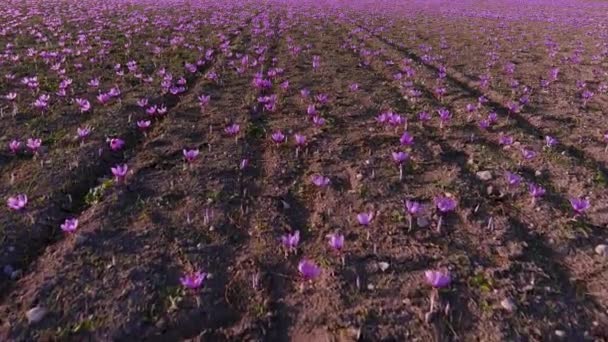Crocos Campo Florescendo Outono Delicadas Flores Açafrão Roxo Fundo Queda — Vídeo de Stock