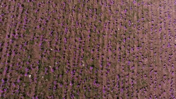Kozani Řecko Října 2022 Farmáři Sbírají Kvetoucí Krokusové Květiny Poli — Stock video