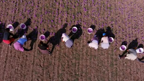 Kozani Grekland Oktober 2022 Bönderna Plockar Blommande Krokusblommorna Fältet Området — Stockvideo