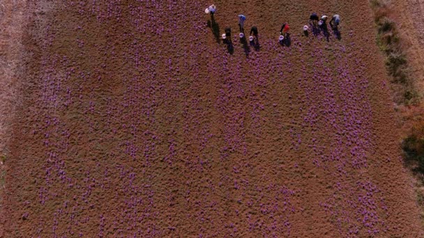 Kozani Griekenland Oktober 2022 Boeren Plukken Bloeiende Krokusbloemen Het Veld — Stockvideo