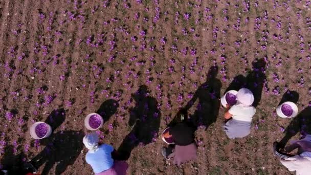 Kozani Řecko Října 2022 Farmáři Sbírají Kvetoucí Krokusové Květiny Poli — Stock video