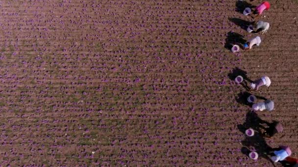 Kozani Griekenland Oktober 2022 Boeren Plukken Bloeiende Krokusbloemen Het Veld — Stockvideo