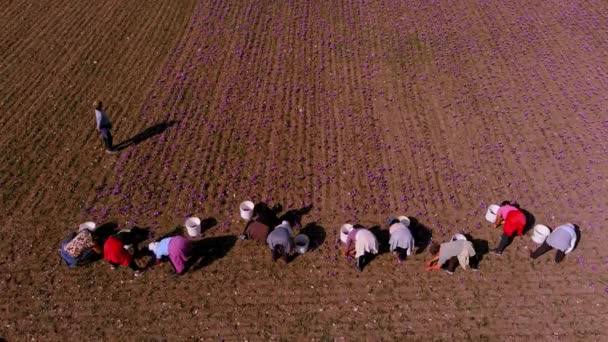 Kozani Grecia Octubre 2022 Los Agricultores Recogen Las Flores Azafrán — Vídeo de stock