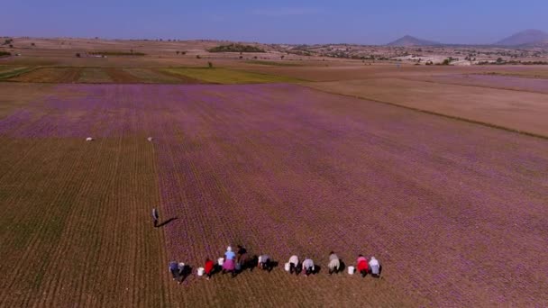 그리스 2022 농부들 그리스 코자니 지역의 들판에서 꽃피는 크로커스 — 비디오