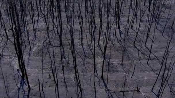 Alexandroupoli Grèce Août 2023 Survol Arbres Carbonisés Dans Forêt Après — Video